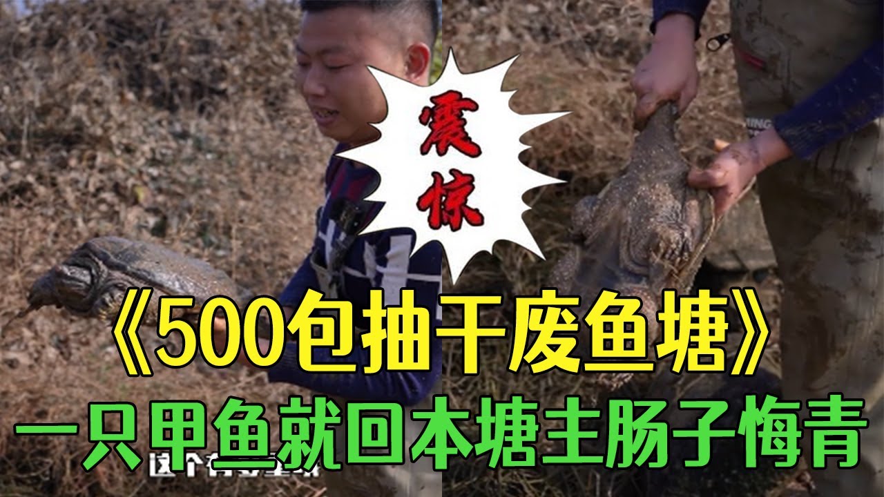 花500包下個抽完水塘主不要的廢魚塘，沒想到壹只甲魚就回本塘主腸子悔青#小飛哥#三農#抓魚#包塘