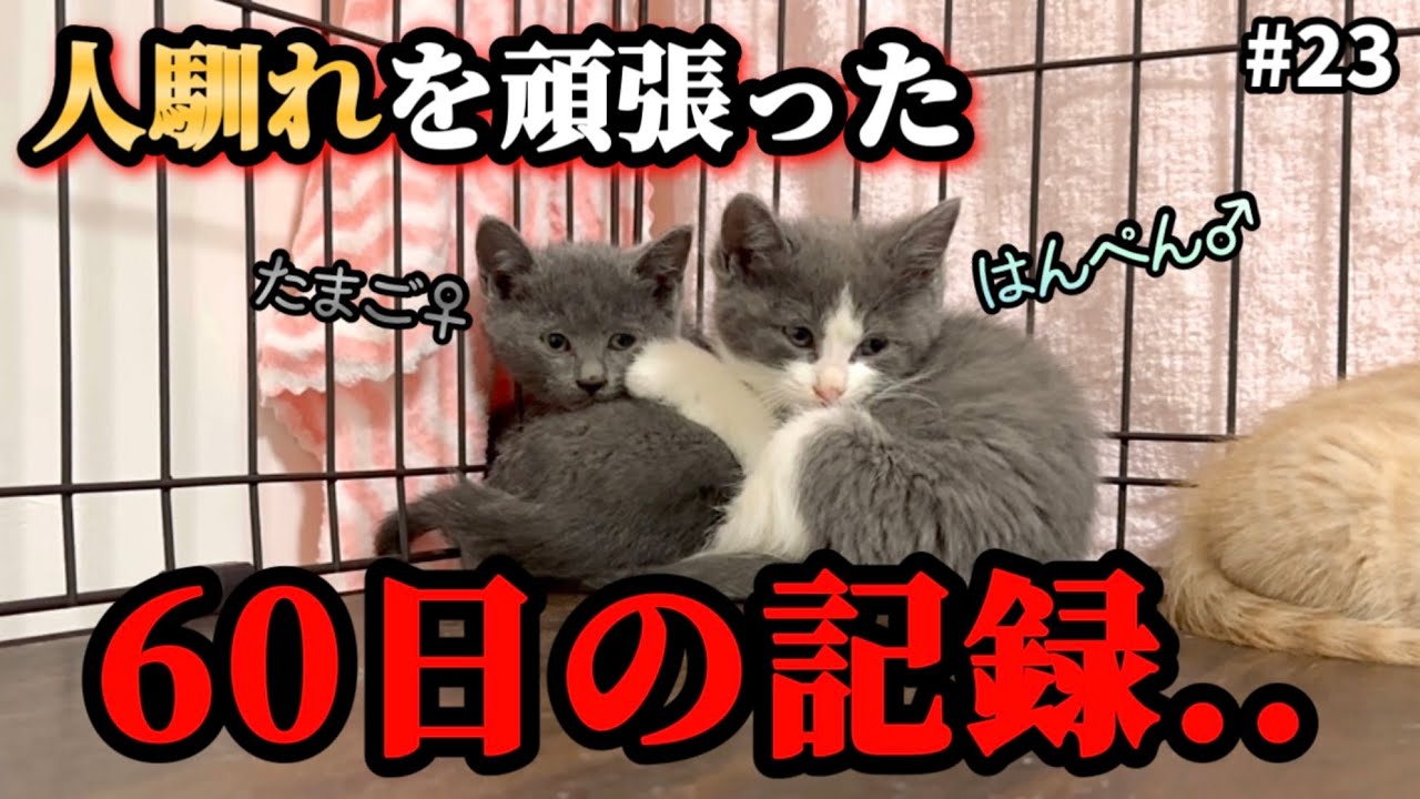 ケージの隅で固まっていた子猫兄妹が巣立ちます。
