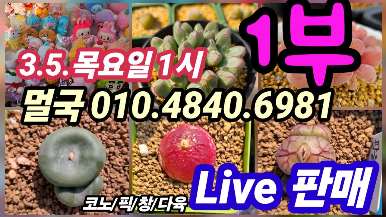 3.5.목요일 1시💥매니아 멀국님 코노, 창, 국민이, 민자양 픽도 팔아요! 멀국 010.4840.6981 #라이브판매 #라이브 #코노 #다육이 #픽
