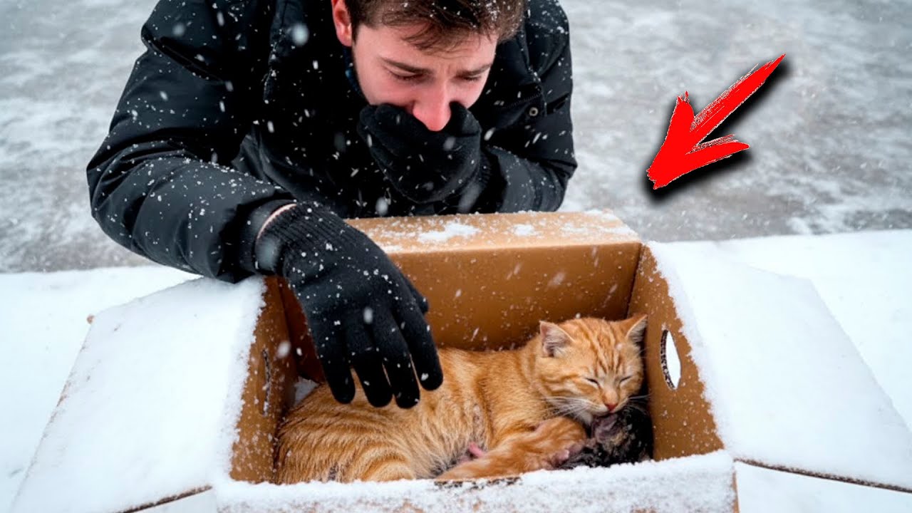 Оставленные замерзать в одиночестве — пока незнакомец не услышал их крики