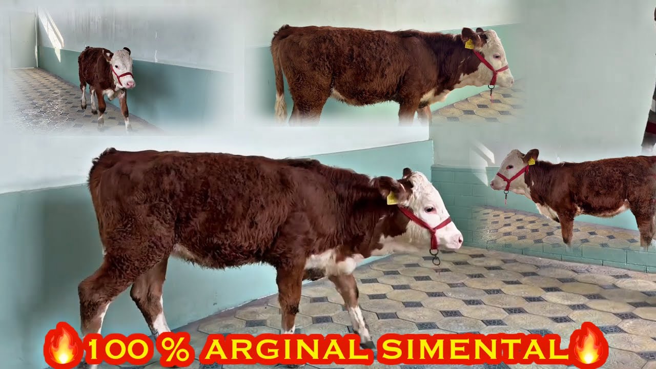 🔥SIMENTAL G’UNAJIN SOTUVDA🔥OTABEKA VA OBIDAKA FERMASIDAN 🔥TOSHKENT