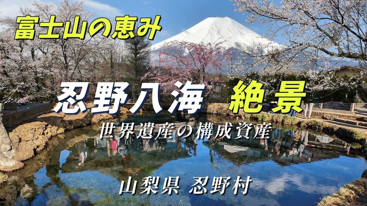 【忍野八海 絶景】”富士山の恵み  世界遺産の構成資産”  忍野八海徹底ガイド ～山梨県忍野村～