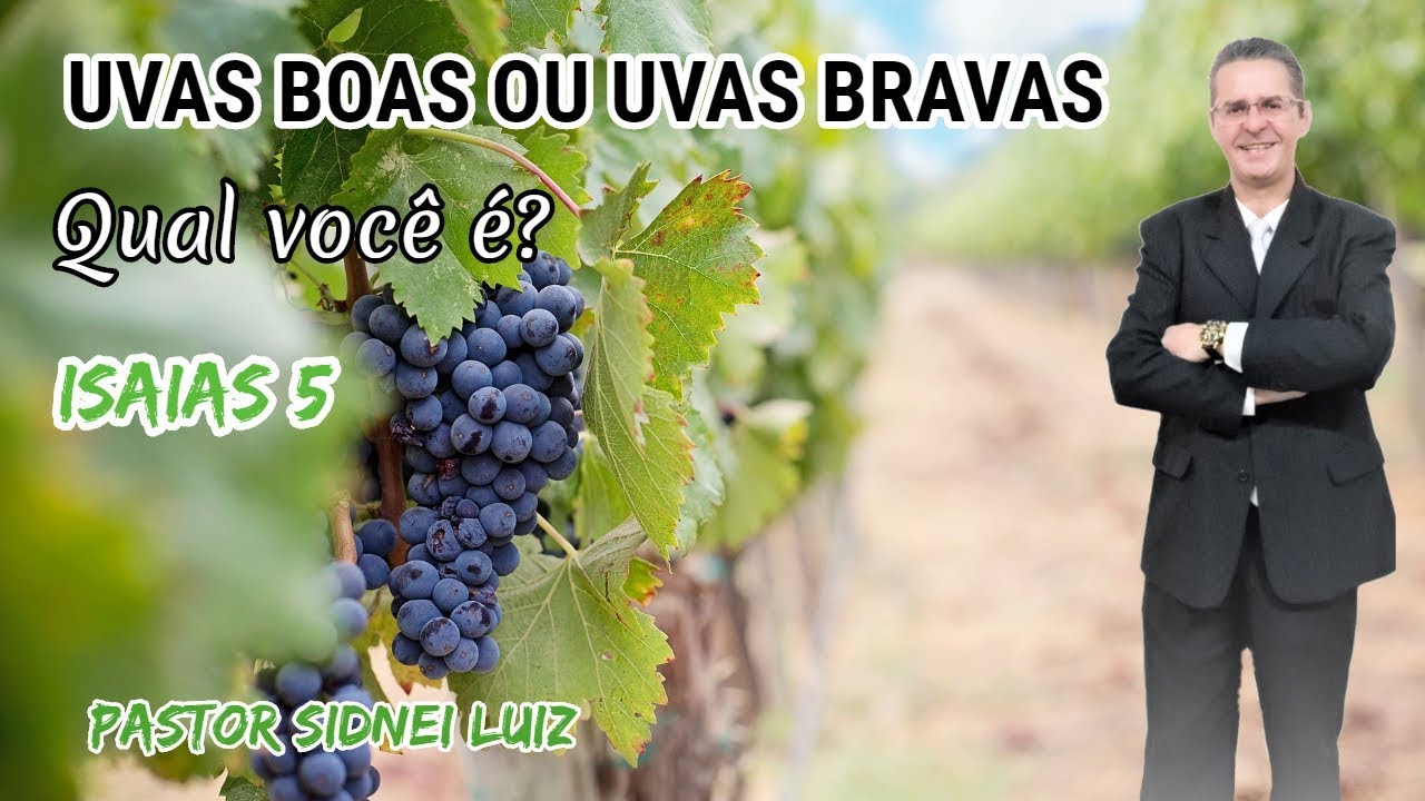 VOCÊ É VINHA BOA OU BRAVA? A PARÁBOLA DA VINHA - ISAIAS 5