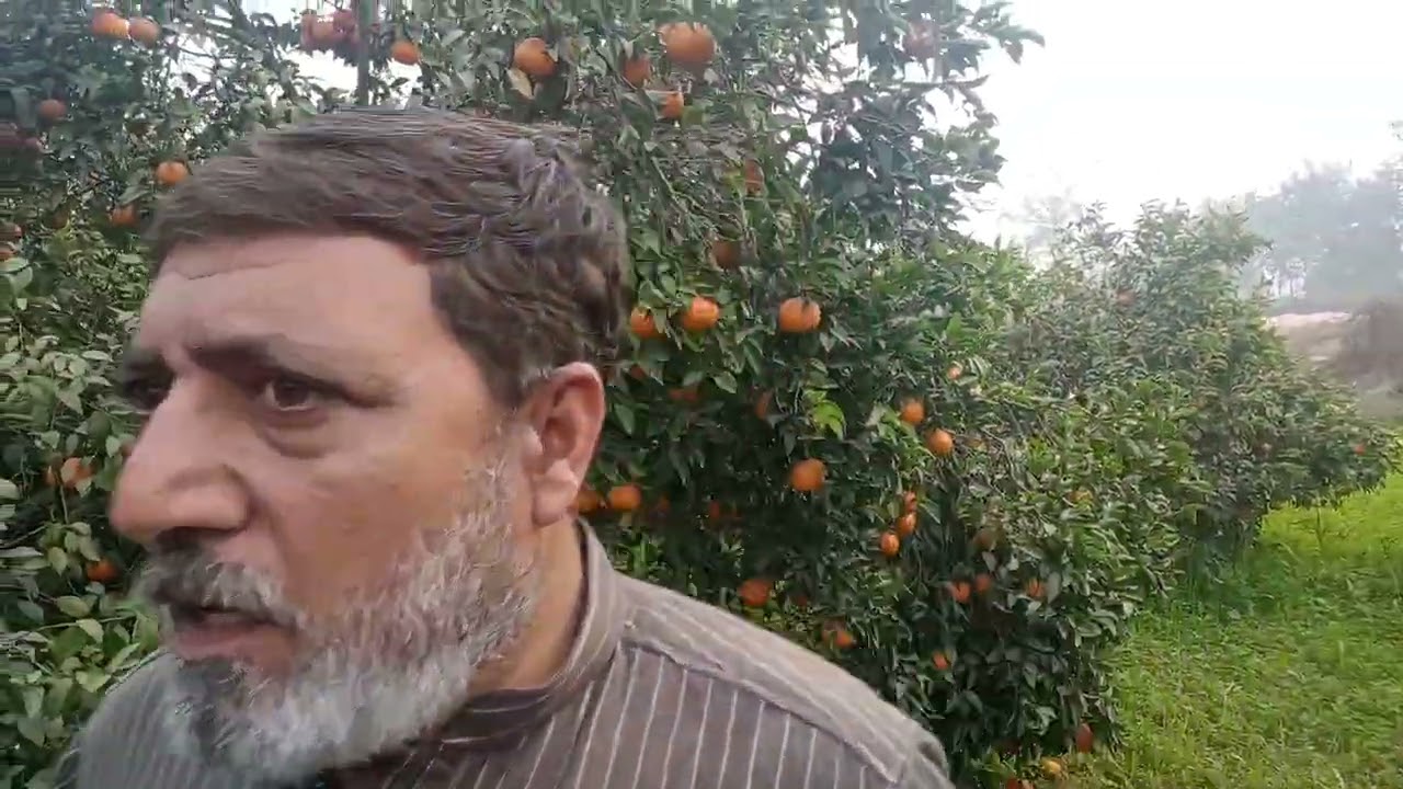 کینو کے پودے ۔۔ بہت زیادہ پھل دینے والی ورائٹی میں کینو کے جھاڑی دار پودے دستیا علی نرسری فارم پتوکی