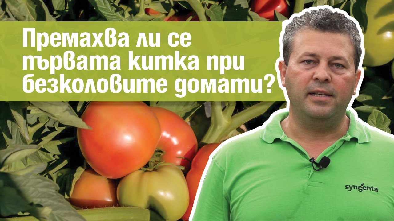Премахва ли се първата китка при безколовите домати?