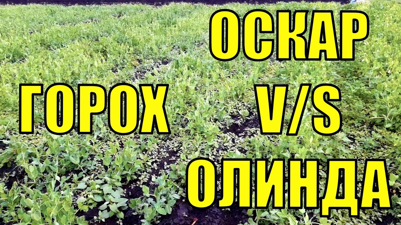 Обзор двух сортов гороха: Олинда и Оскар #ОлиндаV/S Оскар