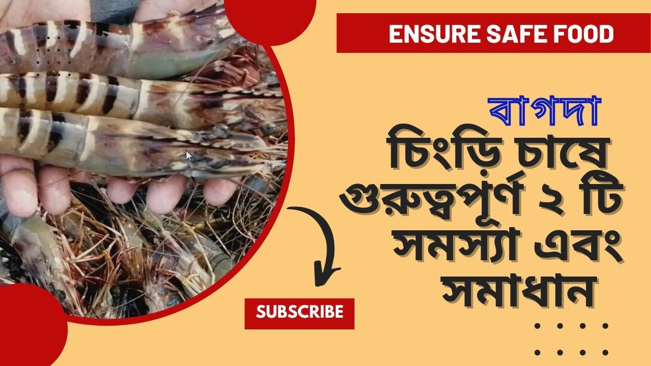 বাগদা চিংড়ির পিএল মজুদের পর কেন খুজেঁ পাওয়া যায় না? Important Causes for PL mortality.