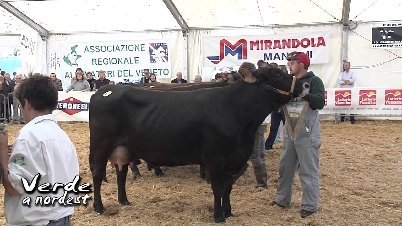 A Marostica mostra regionale 