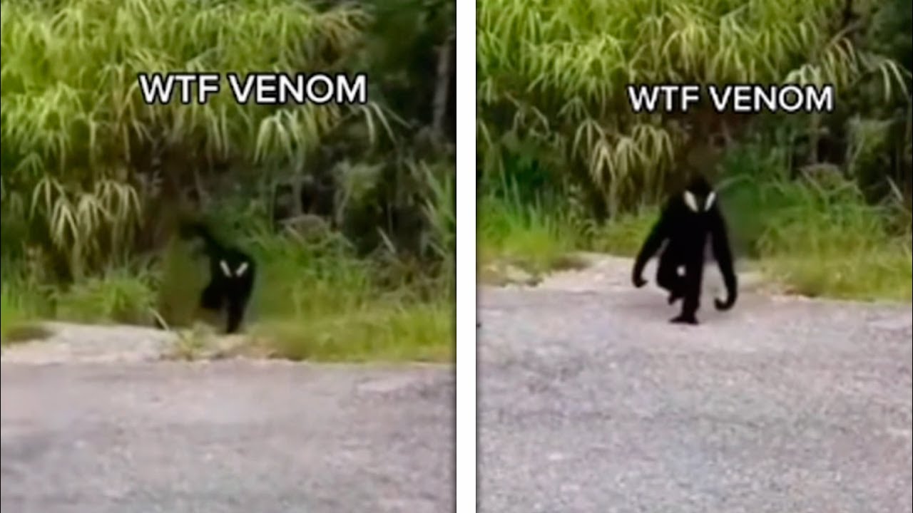 VENOM SÍ EXISTE :o