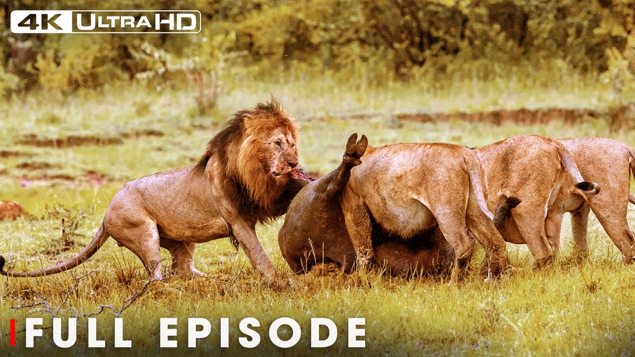 Savage Kingdom: Most Terrifying Lion | Nature Animal Documentary