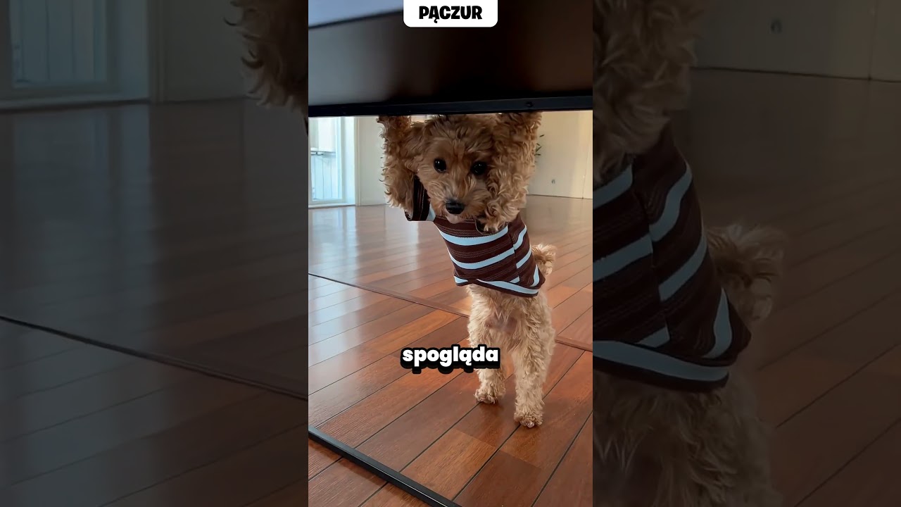Słodki szczeniak pokazuje swoje sztuczki #shorts