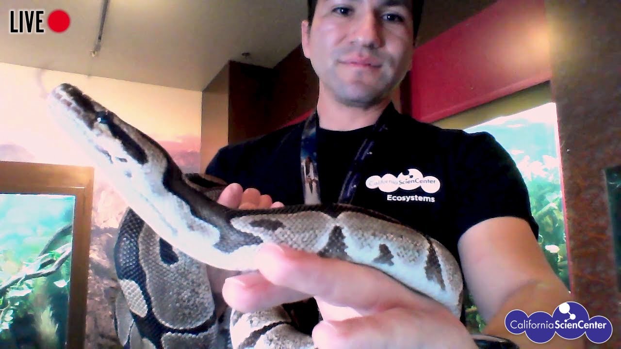 Meet a Ball Python (LIVE!) - Stuck at Home Science