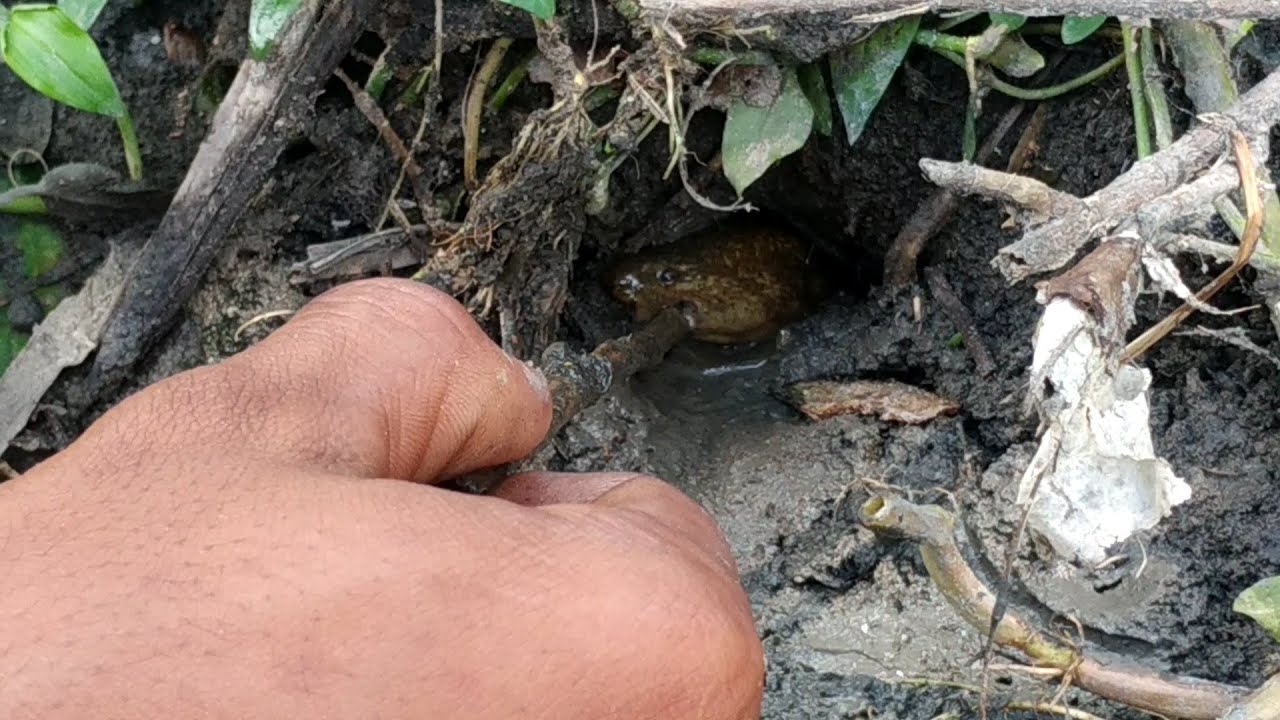 mancing belut parit yang kelaparan #DB-271