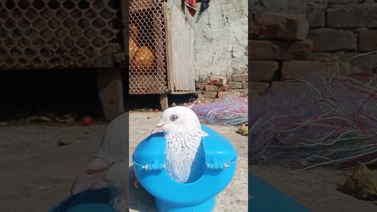 Kalapatai treatment #shortvideo #pigeon #birds #pets #kalapate