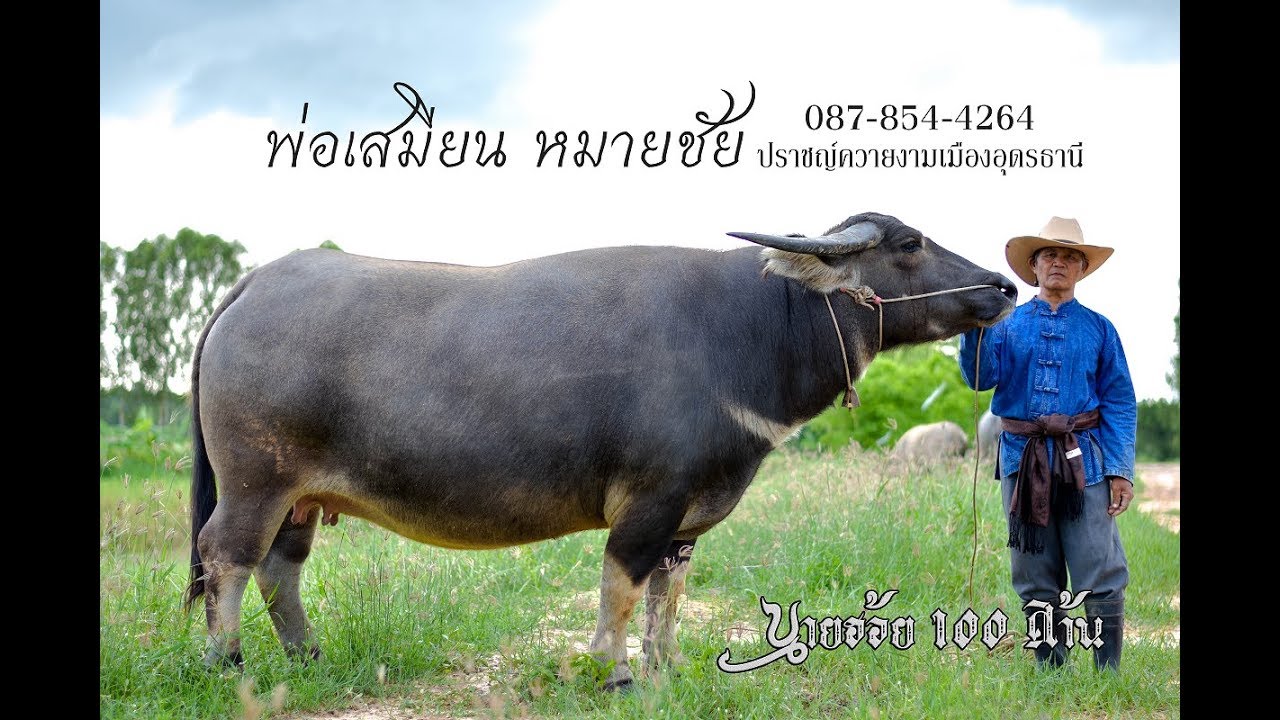 EP.58 พ่อเสมียน ปราชญ์นักพัฒนาควายงามต้นกำเนิด ''เพชรอุดร'' และ ''ปู่เบิ้ม'' 087-854-4264