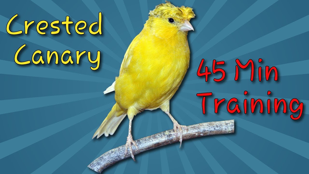 Crested Canary 45 Min Singing