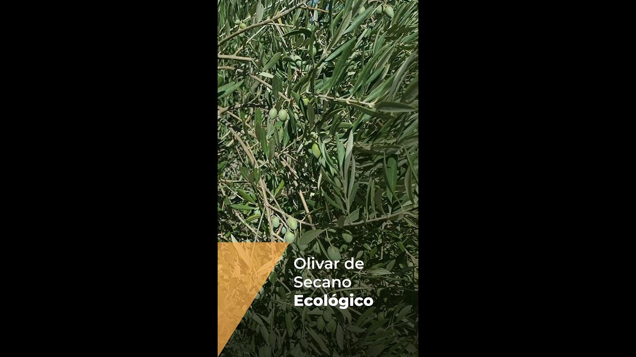 OLIVAR DE SECANO EN ECOLÓGICO
