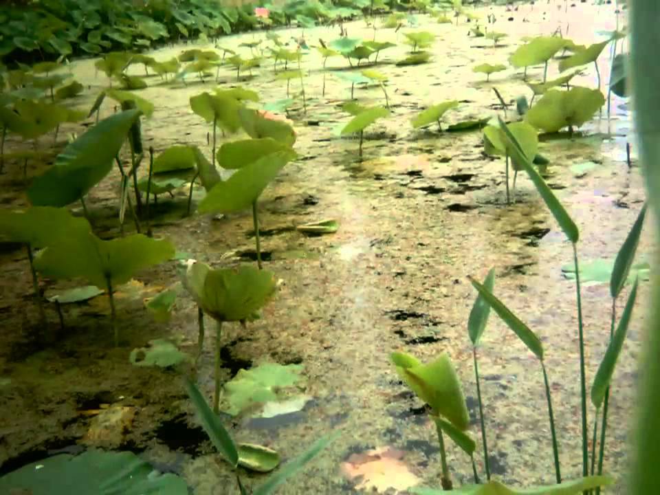Timelapse of amazing lotus flowers in pond