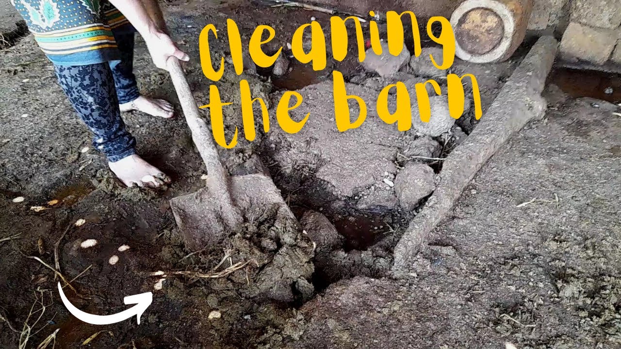 Would you clean a cow barn barefoot? | Helping at the neighbor’s dairy farm | Dirty feet & soles