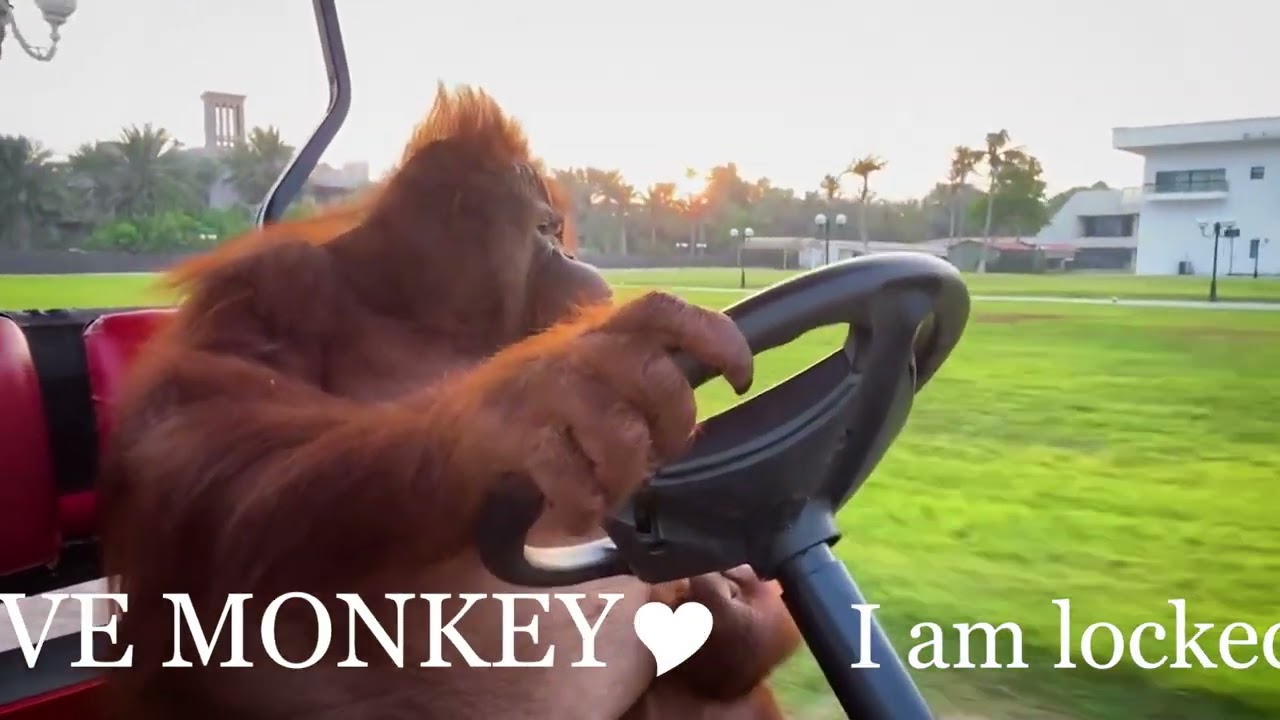 EEND - LOVE MONKEY