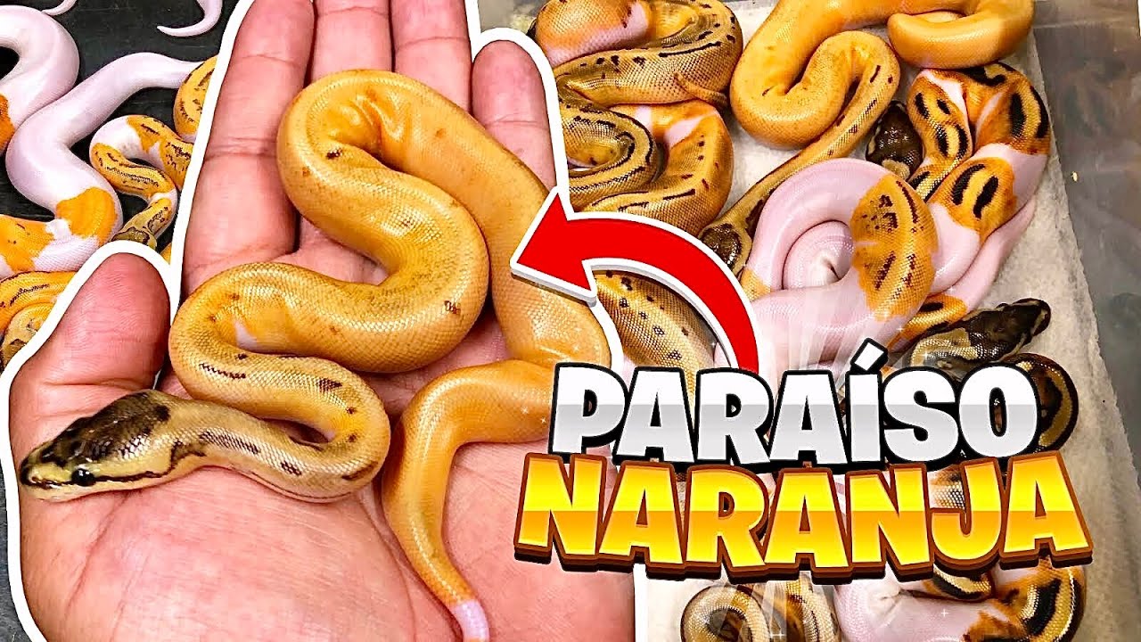 Fiebre Naranja, Hermosos Bebés (Unboxing Nueva Serpiente)