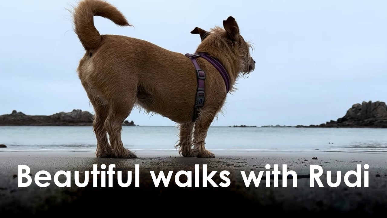 Rudi’s Rambles - Sunlight, Seaside & Slow Walks in Guernsey