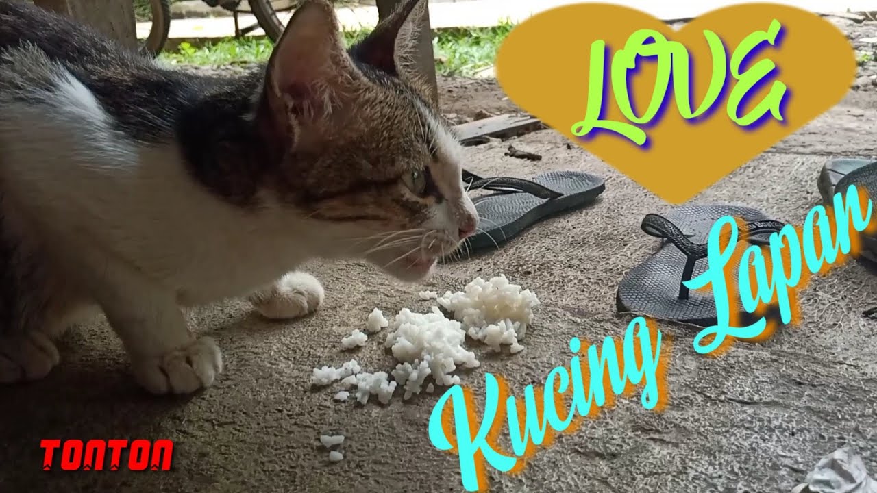 Cats eat rice | Watch