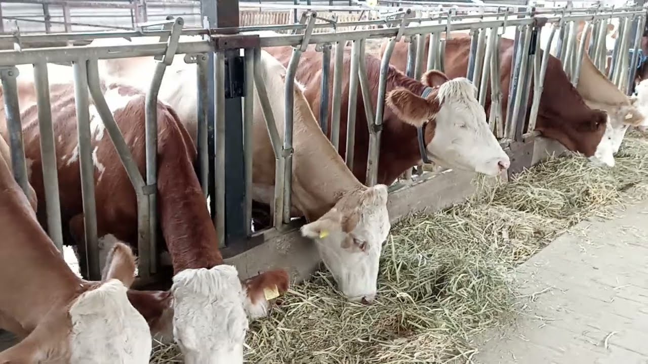 Çiflikten görüntüler, kızlara atıştırmalık verdik 