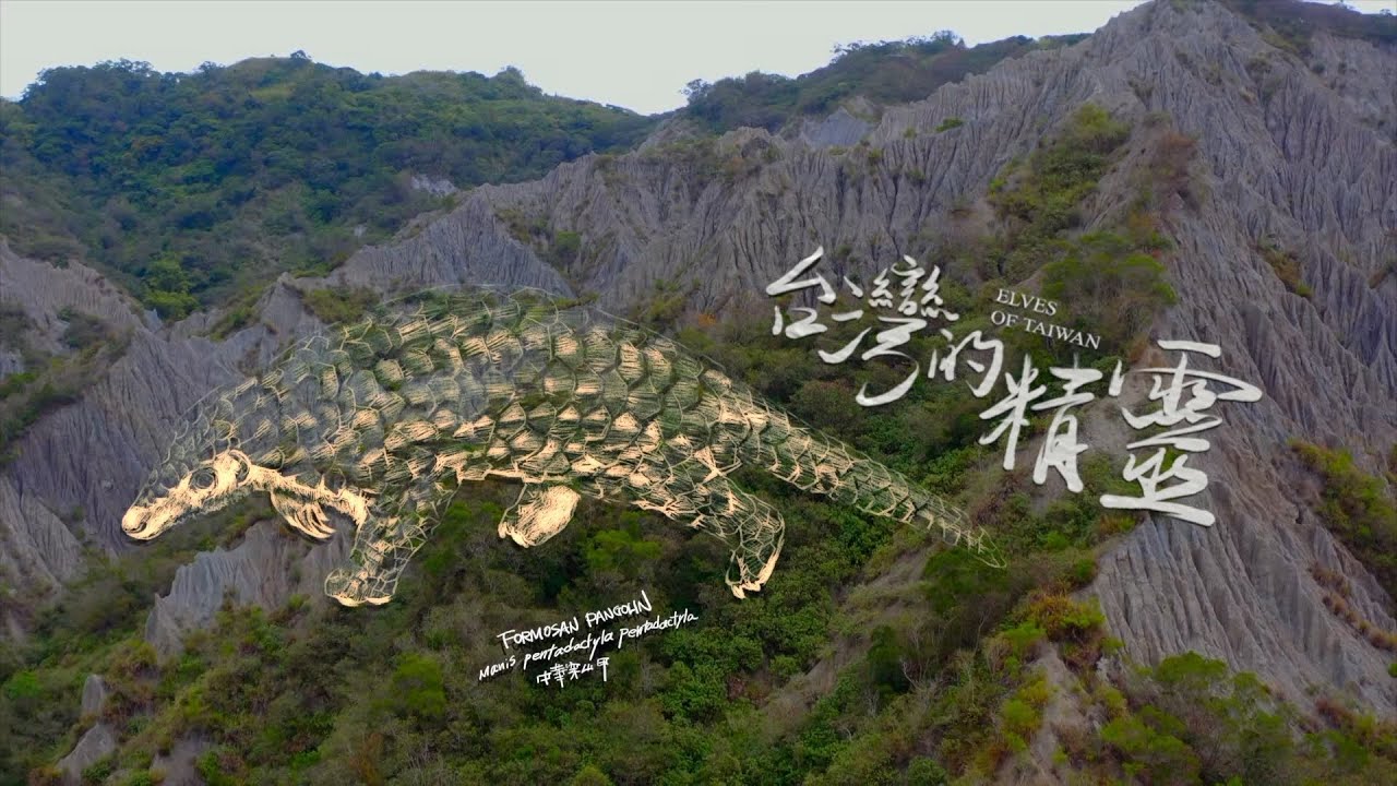《地球的孤兒：台灣的精靈》台灣穿山甲：全球穿山甲的最後希望