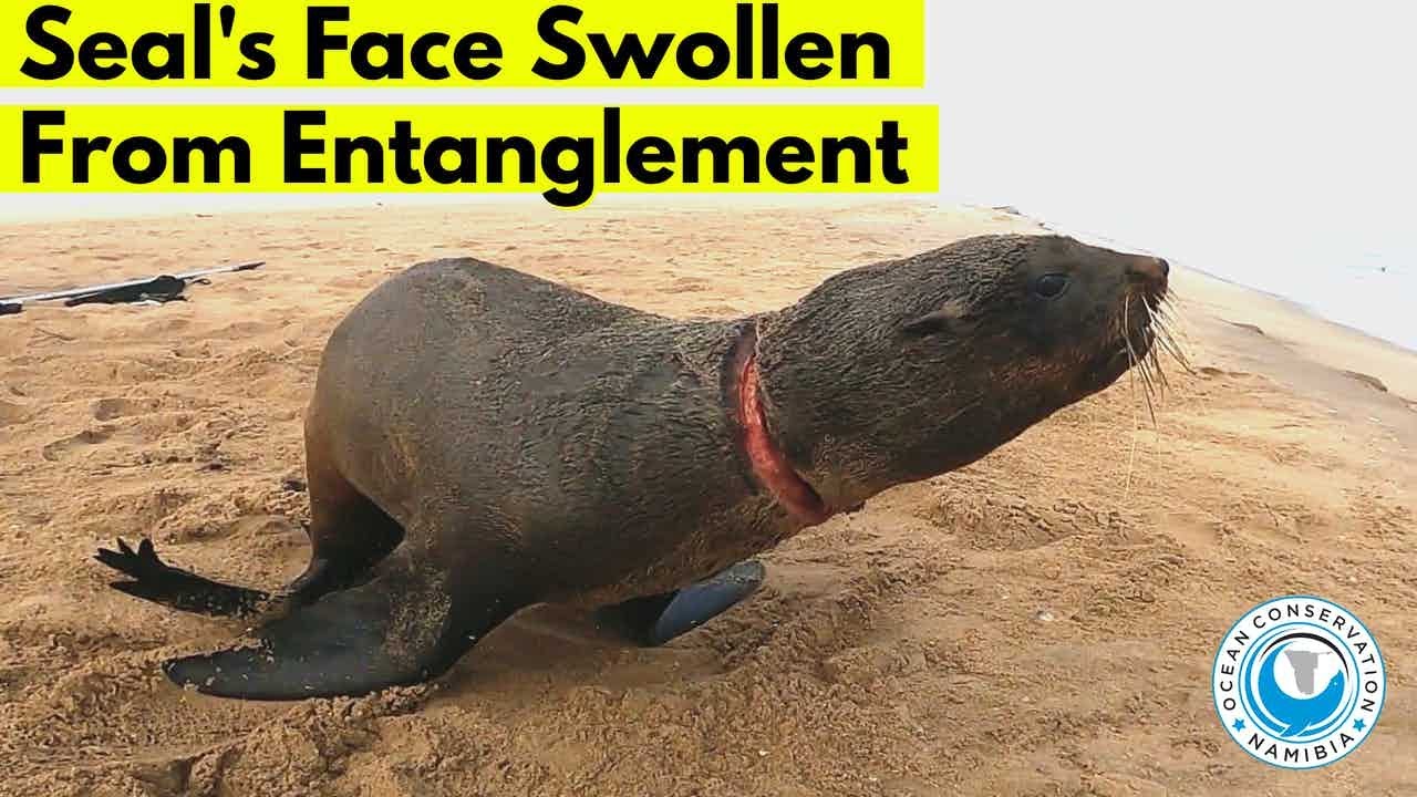 Seal's Face Swollen from Bad Fishing Line Entanglement