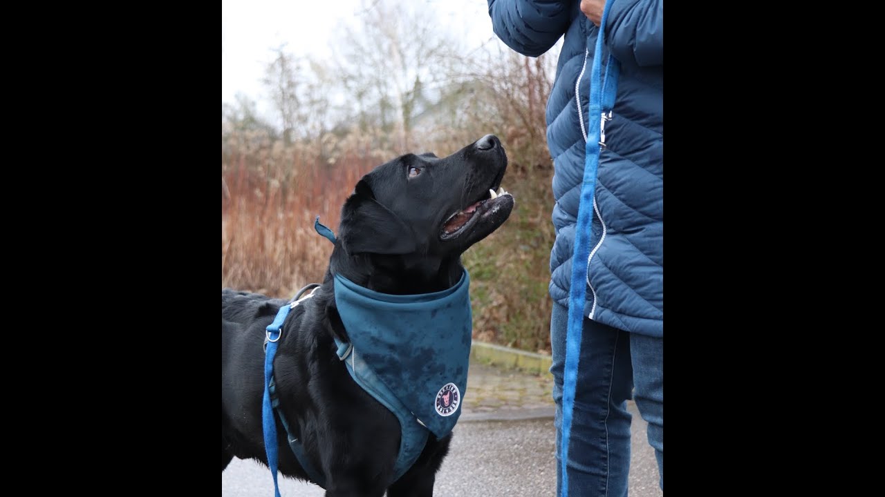 Interview zur Rasse Labrador Retriever: Matti