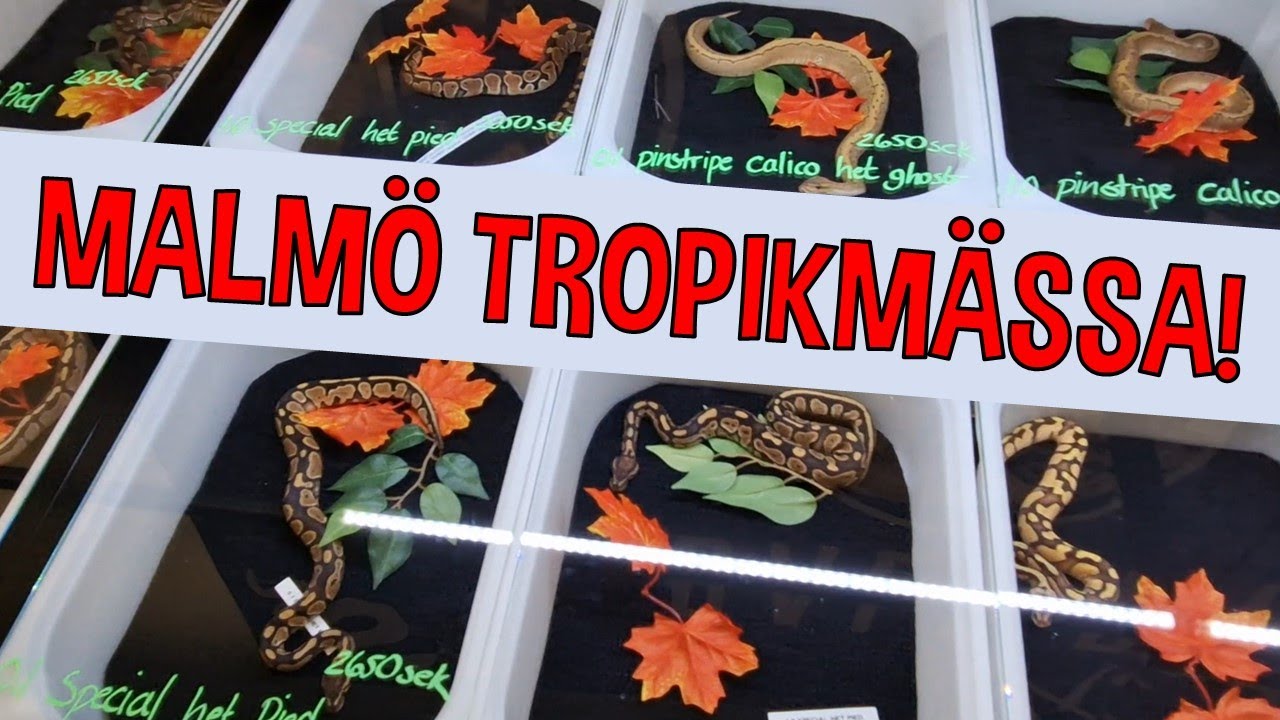 ALLA BORD PÅ MALMÖ TROPIKMÄSSA! [26/12-2022]