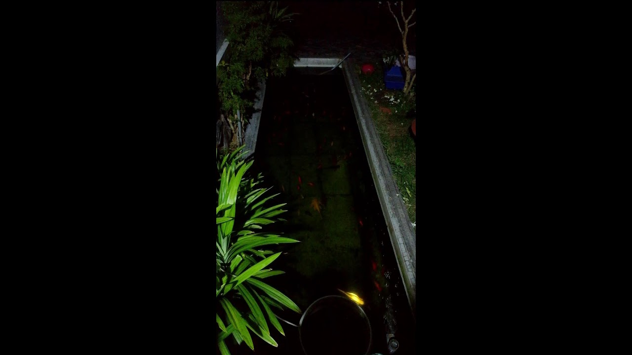 Real Goldfish Outdoor Fishponds