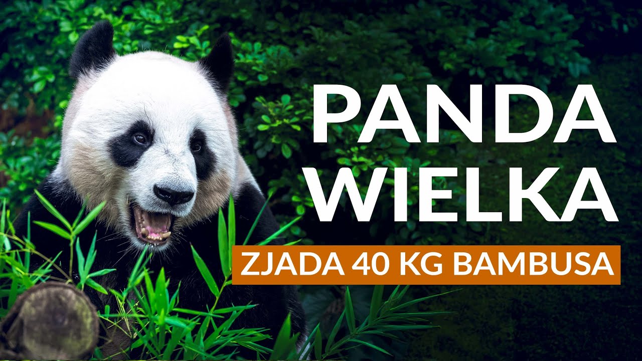 PANDA WIELKA - zjada 40 kg bambusa dziennie! | Ciekawostki i fakty o niedźwiedziu bambusowym