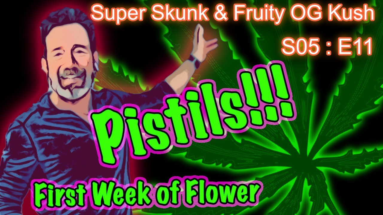 S05 E11 Super Skunk / Fruity OG Kush Organic Cannabis Grow &ndash; We&rsquo;re In Flower!