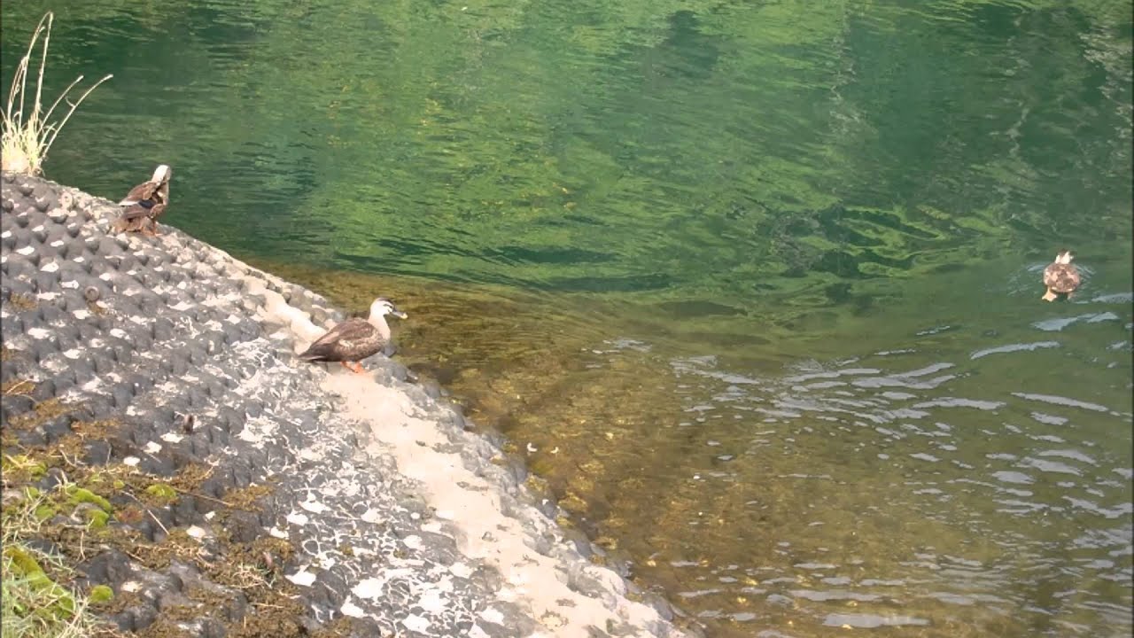 黒川ダム湖のカモたち