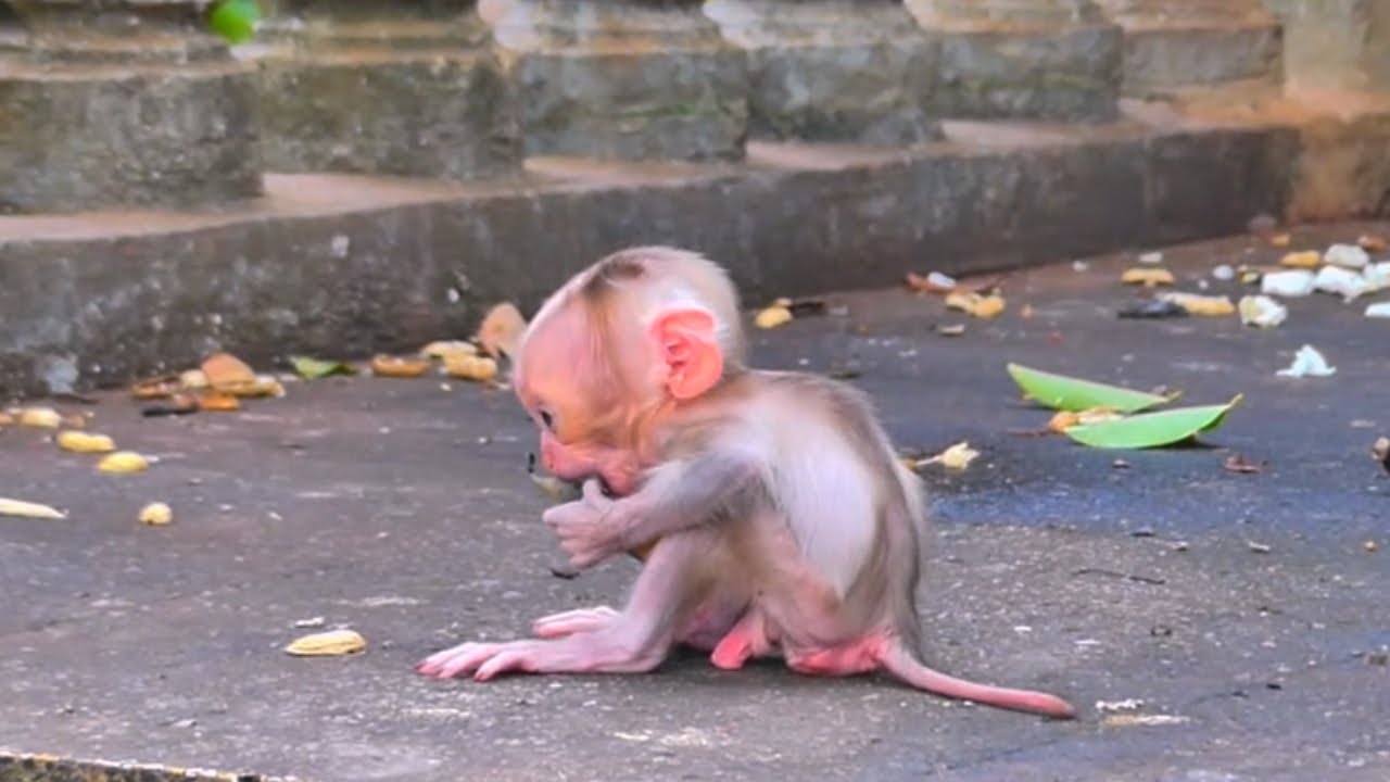 The unseen strength: A baby monkey's incredible ability to cope