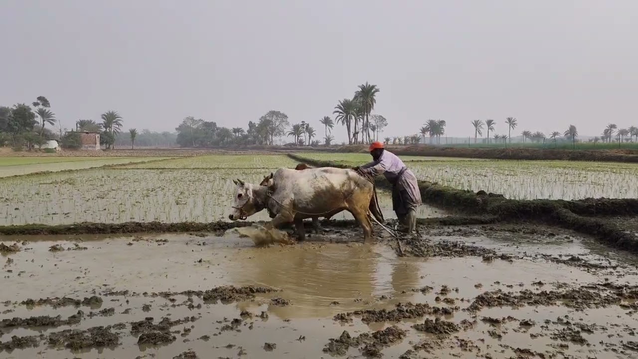 গরু দিয়ে ধান ক্ষেত মই দেওয়ার ঐতিহ্যবাহী দৃশ্য  Traditional Farming in Bangladesh