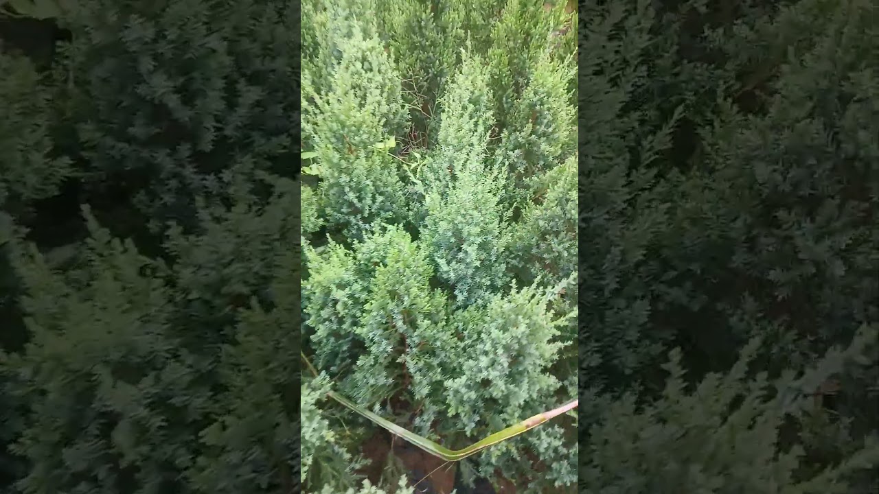 Blue Point Juniper plant