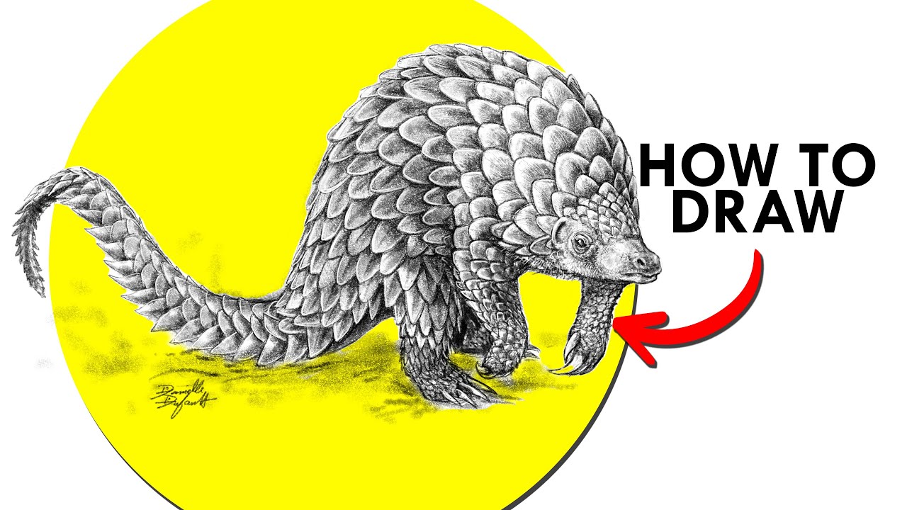 How To Draw A Giant Pangolin