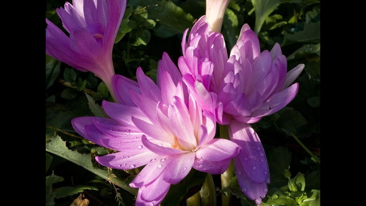 Amazing and Most Beautiful  Autumn Crocus Flowers | Colchicum autumnale