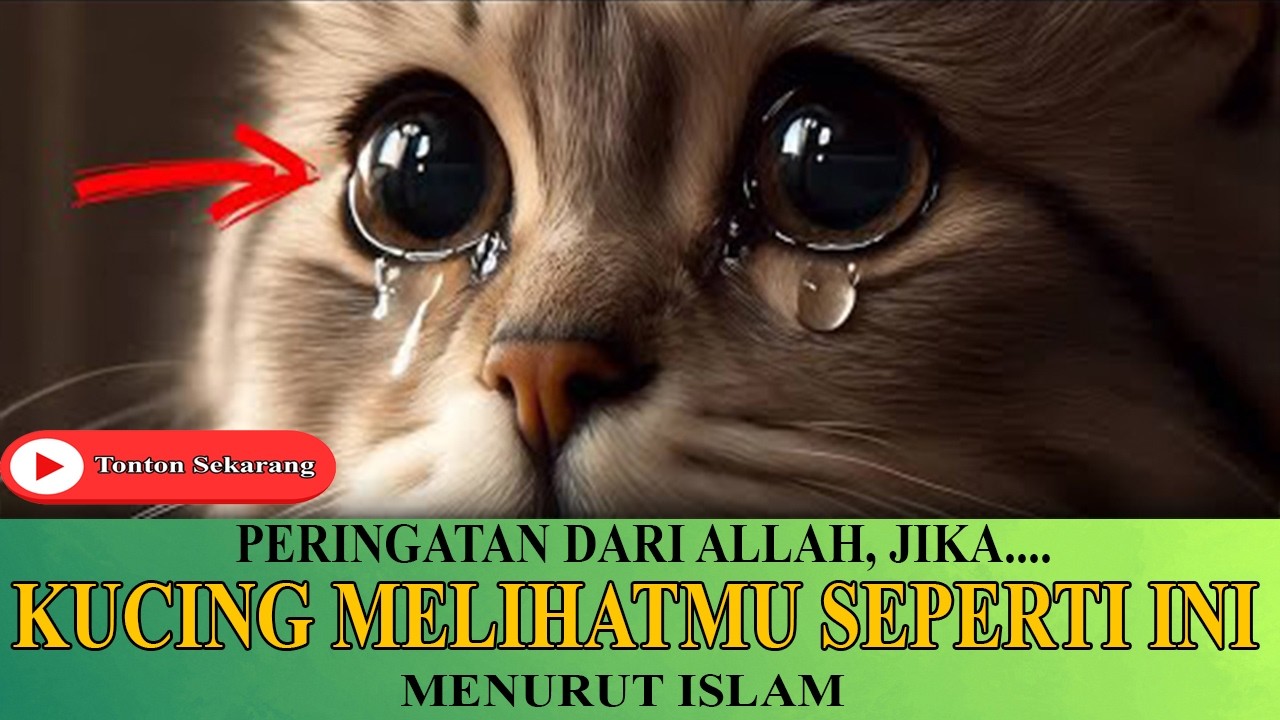 INI MAKNA MENDALAM Jika Kucing Melihatmu Seperti Ini