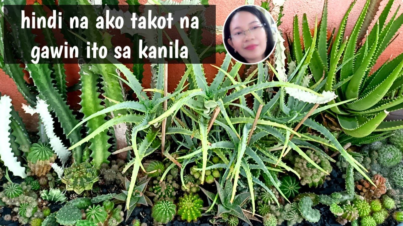 #1016 Garden Update Cactus and Succulent Plants/Succulent Davao 