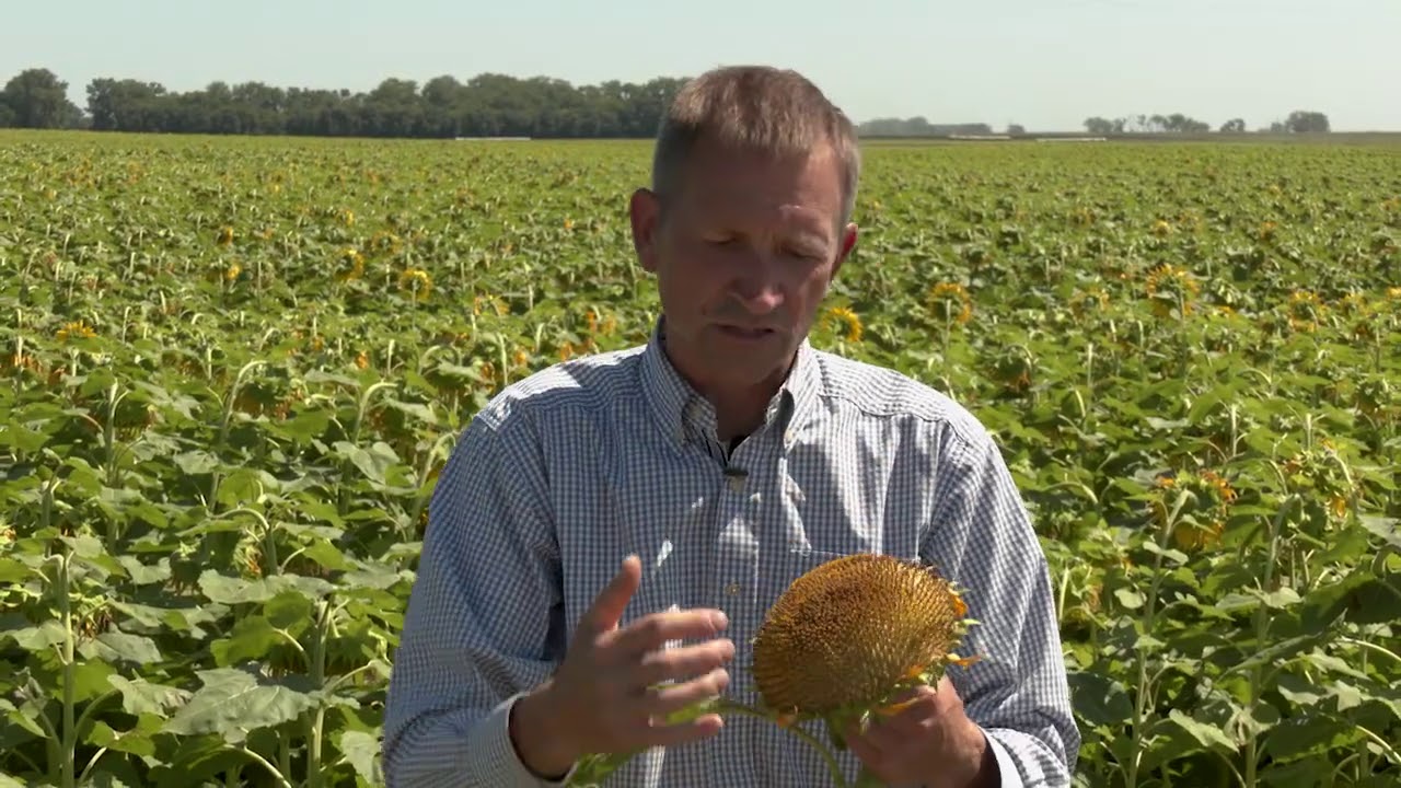 CREC Michael Wunsch: Susceptibility of Sunflowers to Sclerotinia Head Rot Relative to Growth Stage