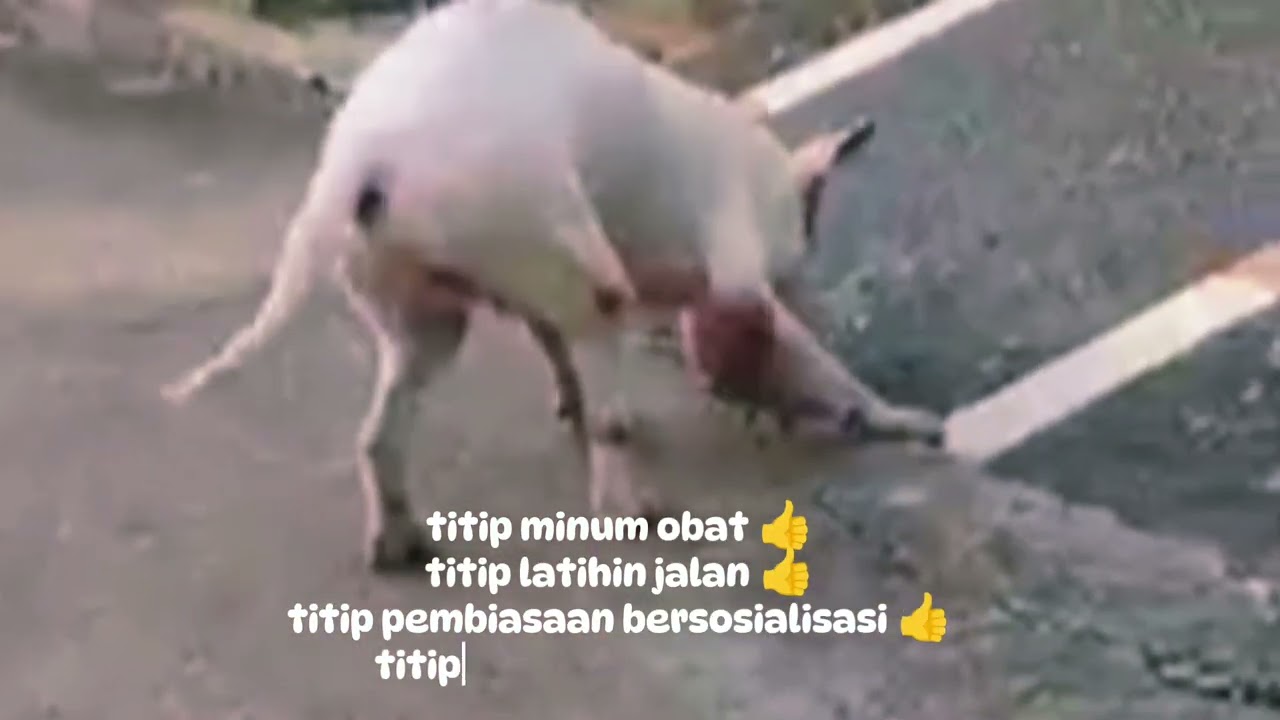 PetSitter/Daycare by 🐾ItingTranspet Team Jakarta