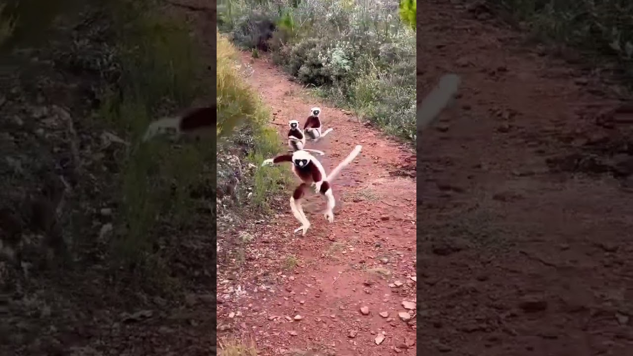 Monkey jumping shorts#trendingshorts #funny #tikilifestyle #ytshorts #monkey shorts #shorts video