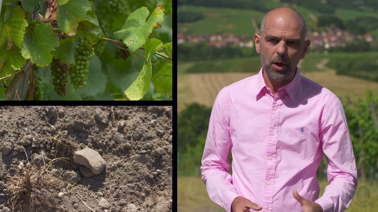 Guild of Sommeliers 10'film #DiscoverAlsace #DrinkAlsace