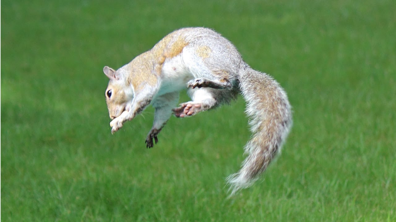 Silly Squirrels - Flipping, zipping, rolling, and going nuts for no good reason.