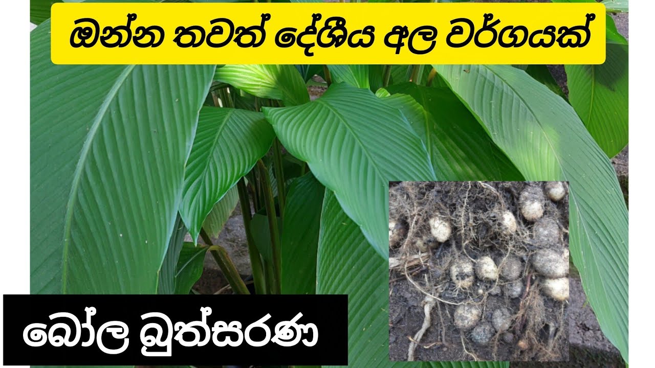 ගෙවත්ත ට තවත් දේශීය අල වර්ගයක් - බෝල බුත්සරණ 