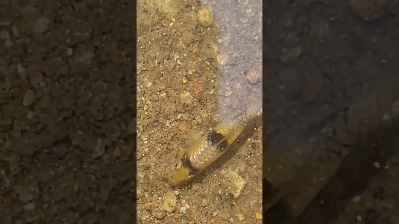 Beautiful Female Barb in Wild